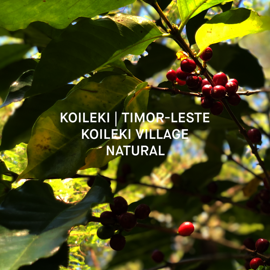 single origin specialty coffee