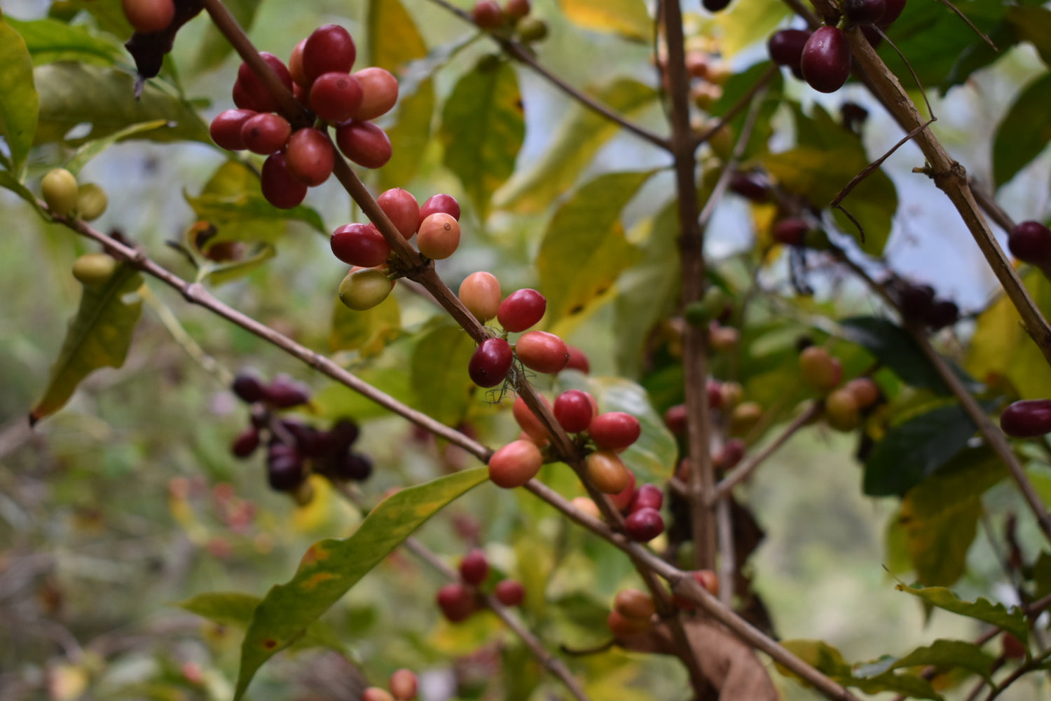 Single origin specialty coffee from Mexico, roasted by south african specialty coffee roaster