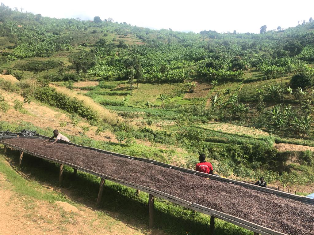 Rwanda Producer Spotlight: Muraho Trading Co.