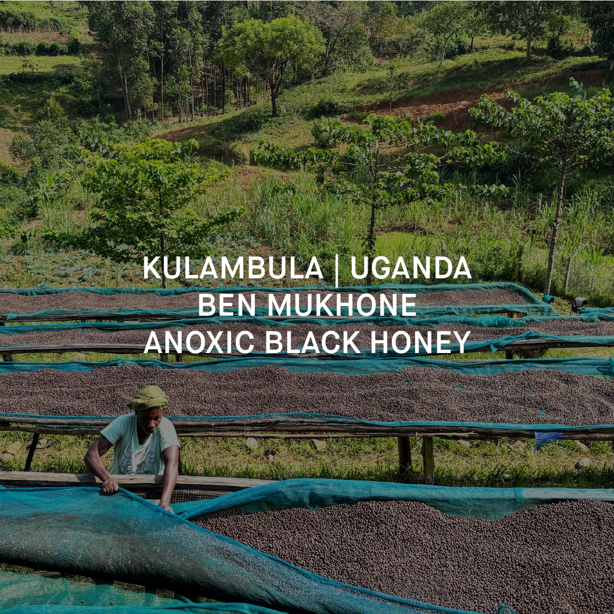 Kulambula | Uganda single origin specialty coffee south africa 