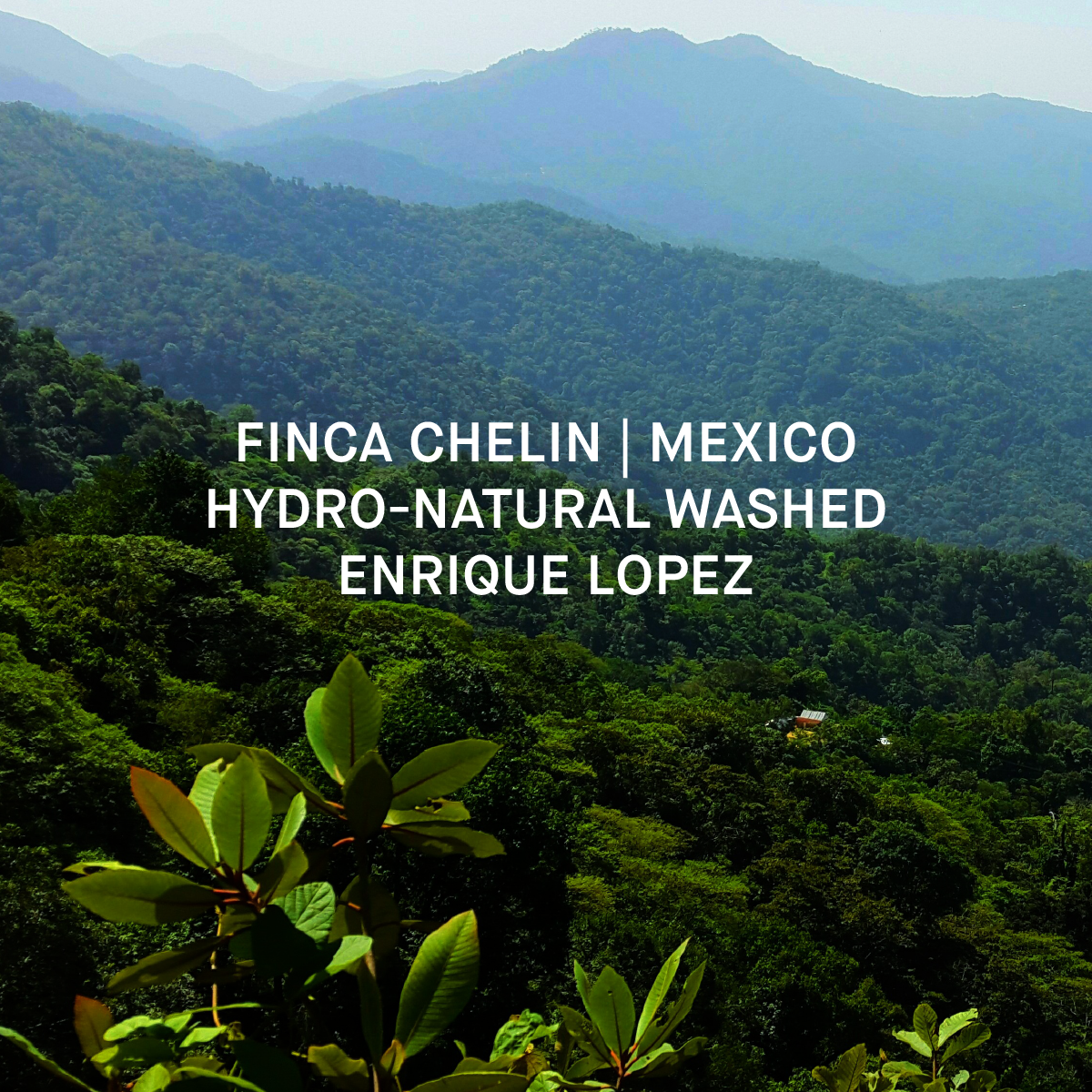 FINCA CHELIN | MEXICO