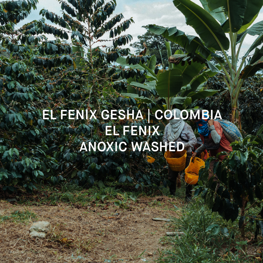 EL FENIX GESHA