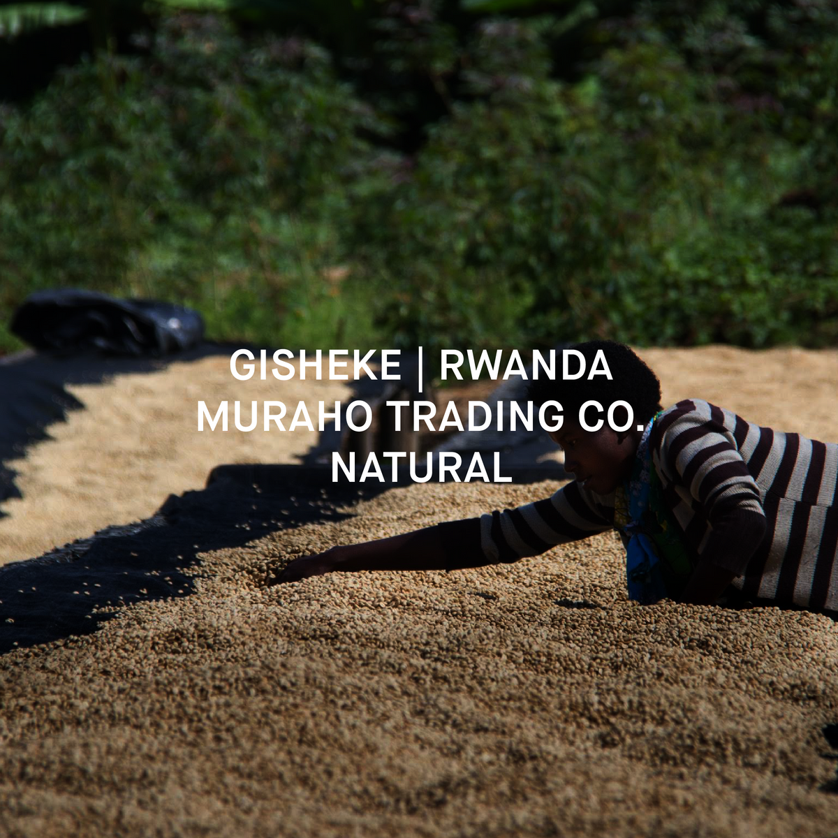GISHEKE CWS | RWANDA