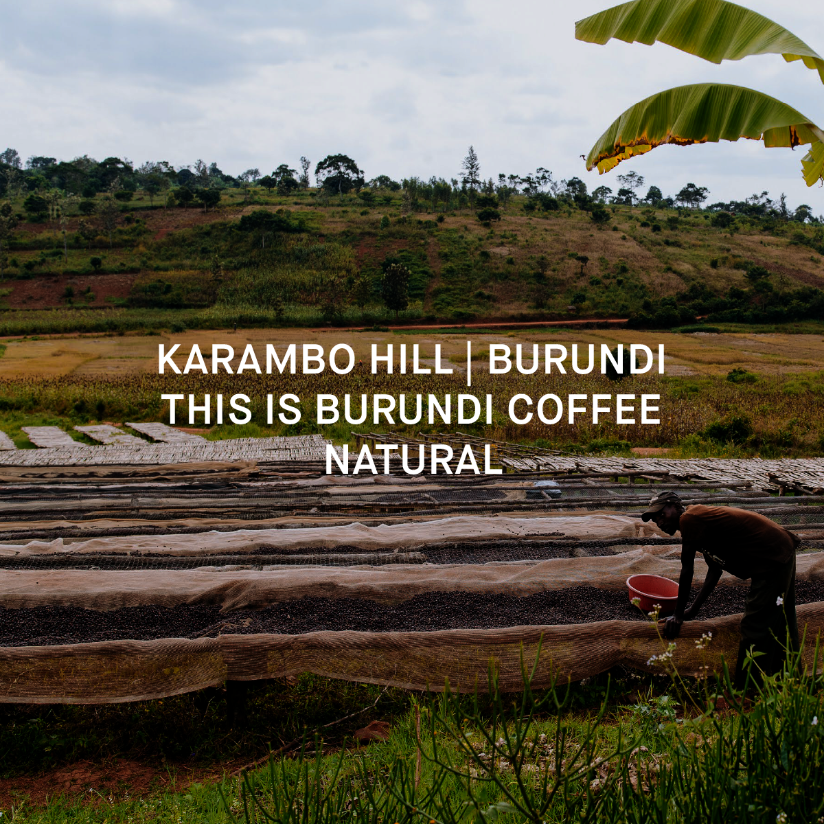 specialty coffee 
single origin coffee from Burundi