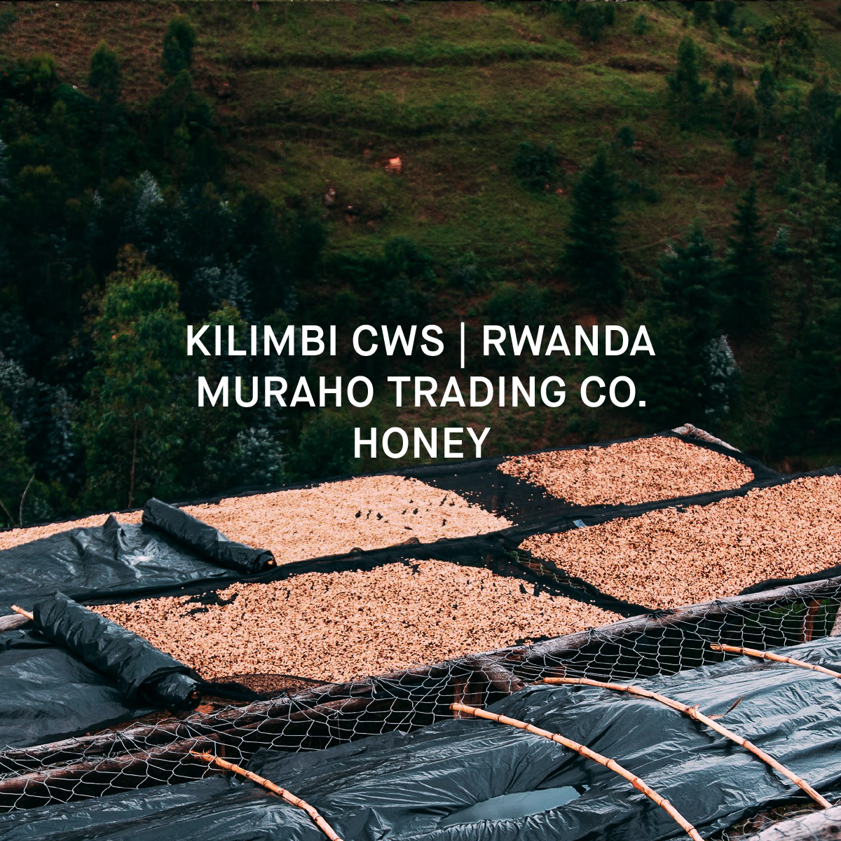 KILIMBI CWS | RWANDA