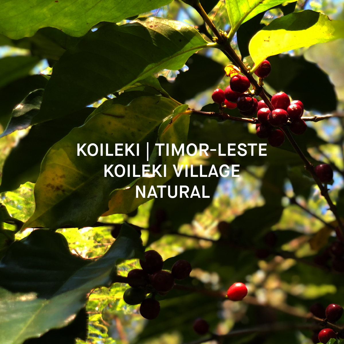 KOILEKI | TIMOR-LESTE