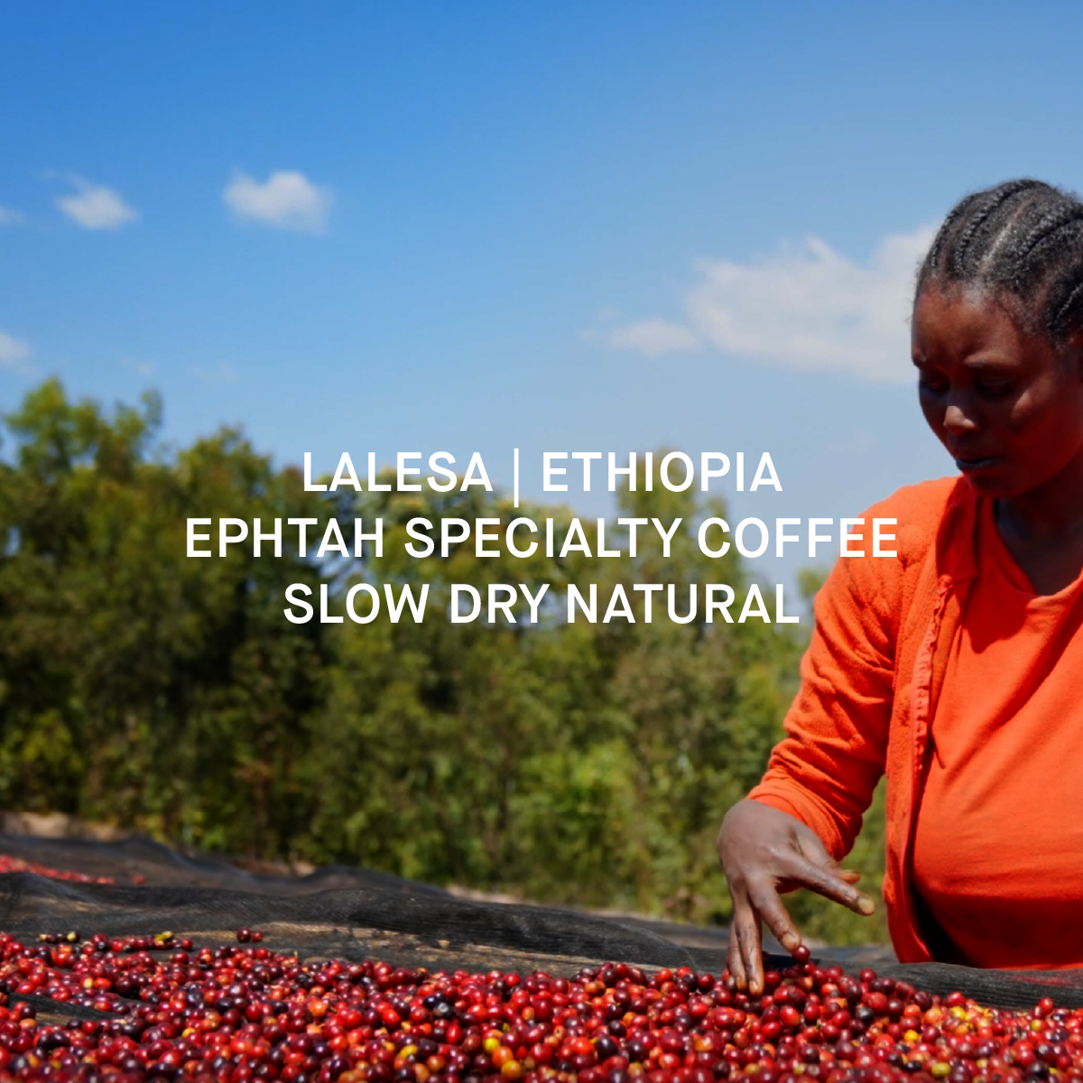 Single Origin coffee from Ethiopia, best coffee in south africa