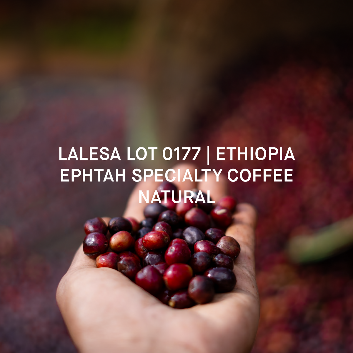 LALESA LOT 0177 | ETHIOPIA