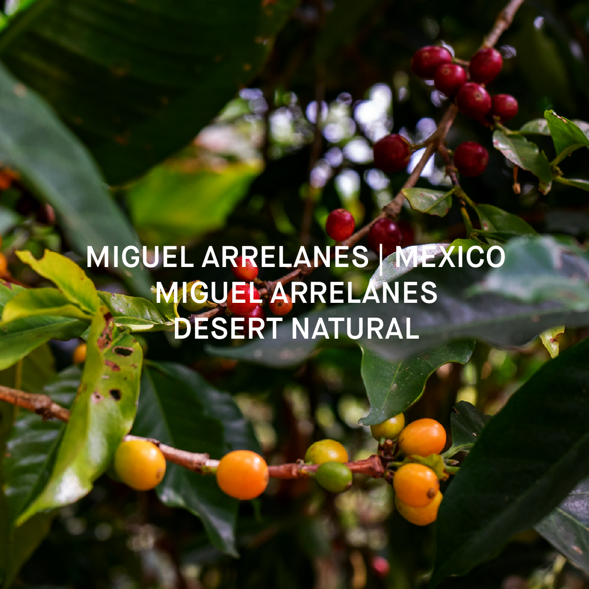 MIGUEL ARELLANES