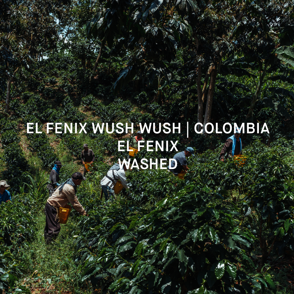 EL FENIX WUSH WUSH | COLOMBIA