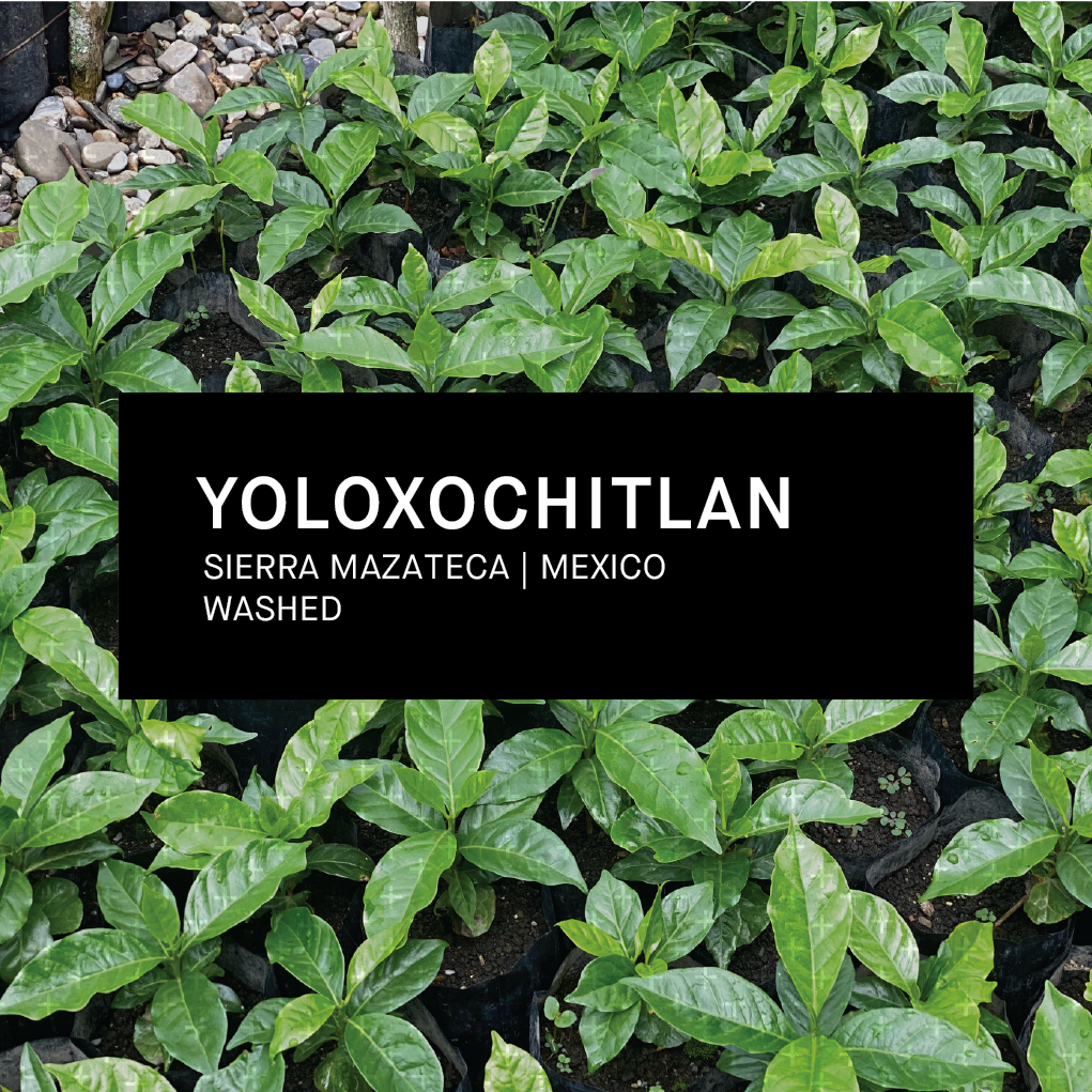 YOLOXOCHITLAN | MEXICO